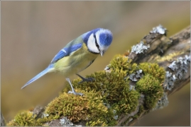<p>SÝKORA MODŘINKA (Cyanistes caeruleus) /Eurasian blue tit - Blaumeise/</p>